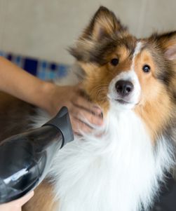 Beautiful dog being groomed at a spa with a hairdryer