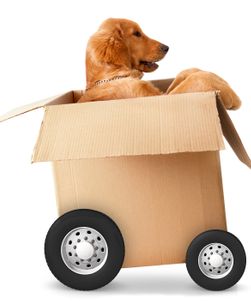 Dog in a car made of cardboard box - fast shipment concepts